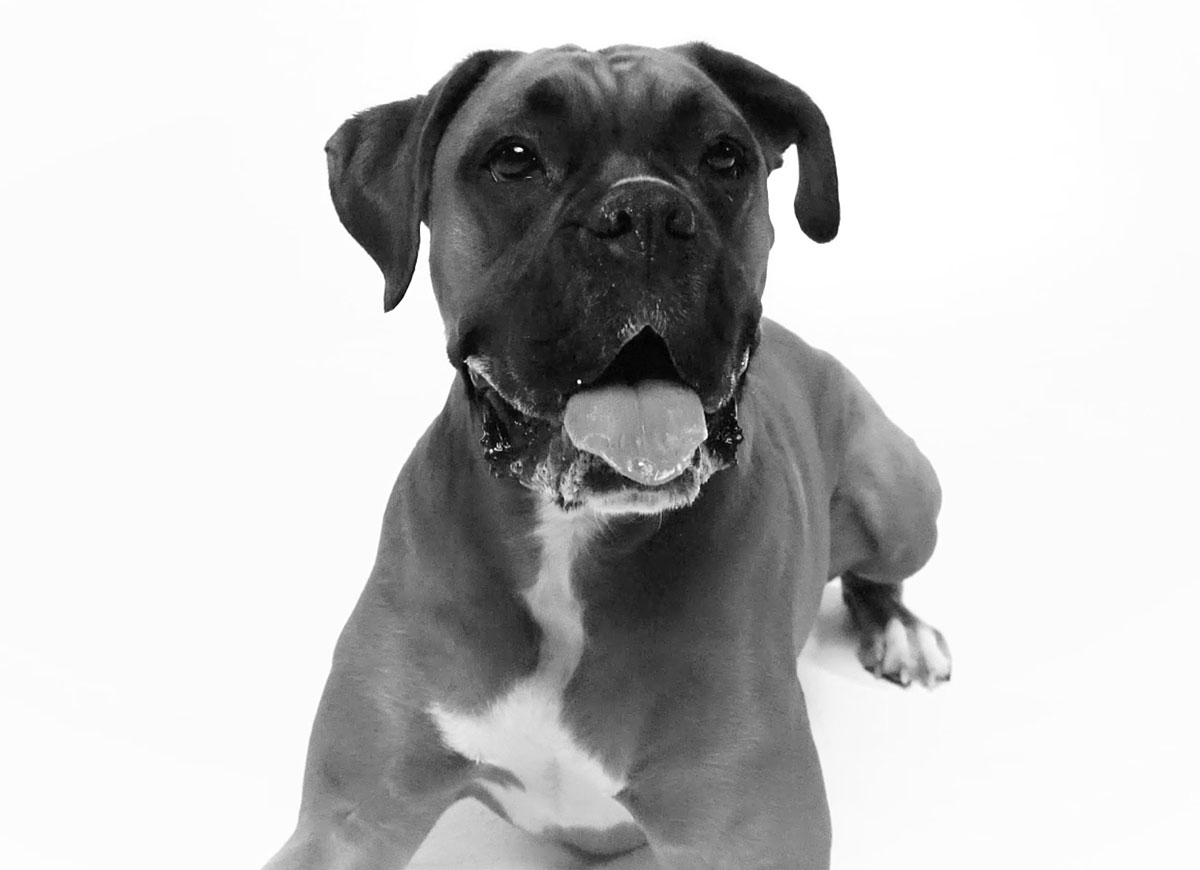 what-we-do-video-royal-canin